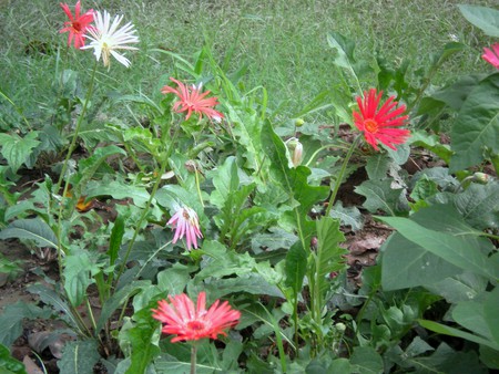 daisies - nature, flowers, daisies