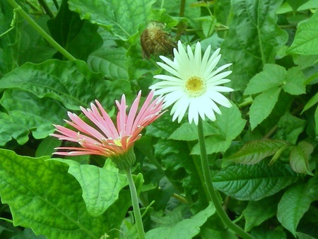 daisies - nature, flowers, daisies