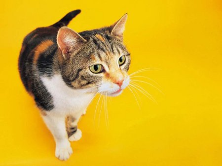 Walking - cat, yellow, walk, kitten