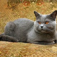 Russian blue cat