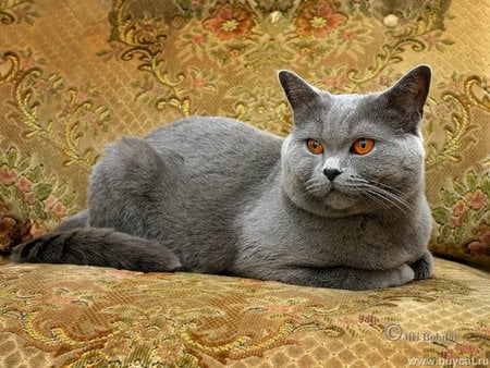 Russian blue cat - chair, cat, grey, kitten