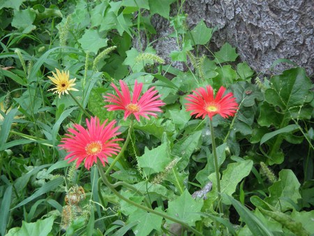 daisies - daisies, flowers, nature