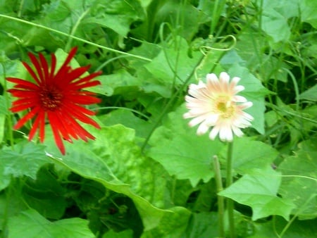 daisies - daisies, flowers, nature