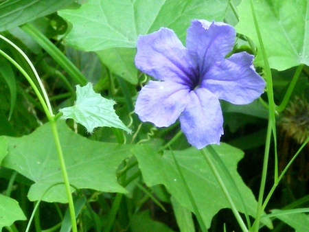 Mauve flower - flowers, flower, nature, mauve