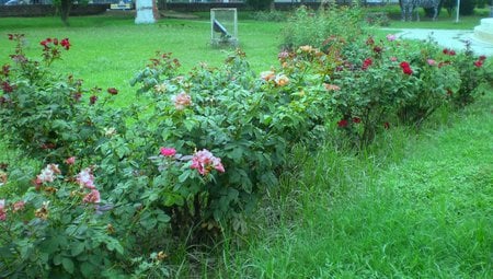 Roses garden - flowers, nature, roses garden