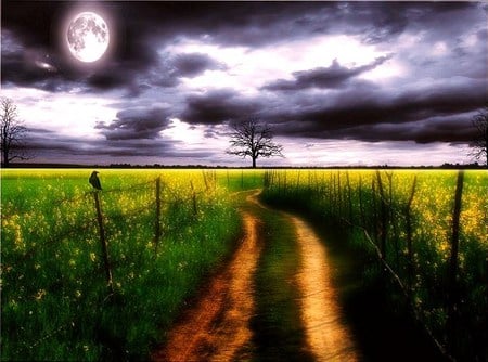 The road home - moon, bird, fields, road, cloudy sky, fence, tree, flowers, country