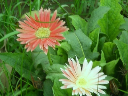 Daisies - nature, flowers, daisies