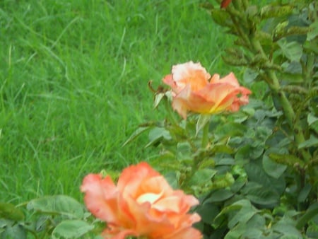 Roses - nature, flowers, roses