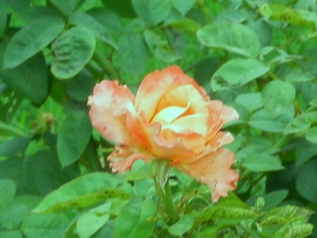 Rose - flowers, rose, nature