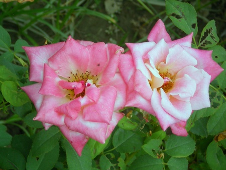 Breath taking roses - nature, flowers, breath taking, roses