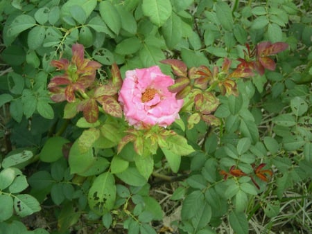 Rose - nature, flowers, rose, flower