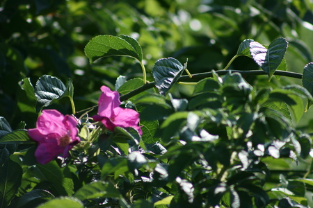 Greenery At The Beach - shrubs, plants, flowers, beach