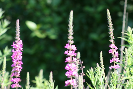 Purple - flowers, grass, flower, purple