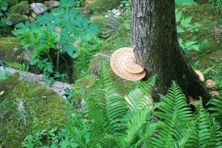 Naturistic forest walk - mushrooms, forest, tree mold, greenery, tree trunk, bushes, ferns