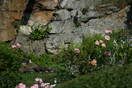 Beauty At The beach - flowers, flower, nature, rocks