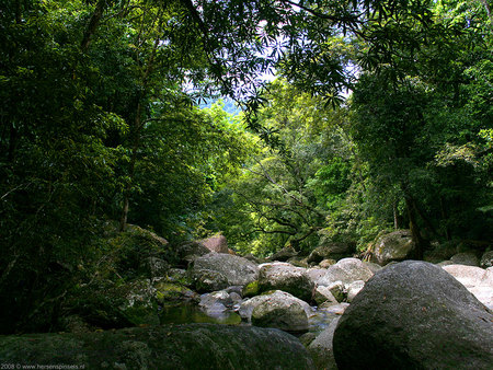 Tropical Creek - tropics, trees, water, nature, solitary, peaceful, rocks