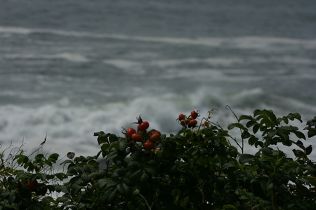 Red at Sea - sea, landscape, ocean, bulbs