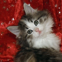 Borealis forest cat wallpaper