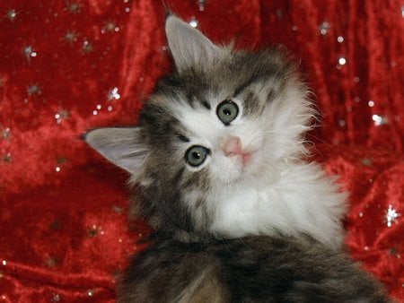 Borealis forest cat wallpaper - animal, kitten, red, cat