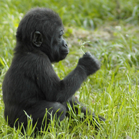 Young and curious gorilla