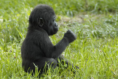 Young and curious gorilla - animal, grass, baby, sitting, gorilla