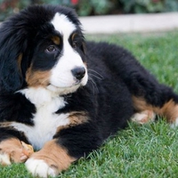 Bernese Mountain puppy