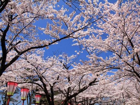 Cherry Blossoms - sky, japan, trees, native, lanterns, blooms, pastel