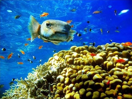 Tropical Majesty - reef, vibrant, fish, coral, blue, underwater