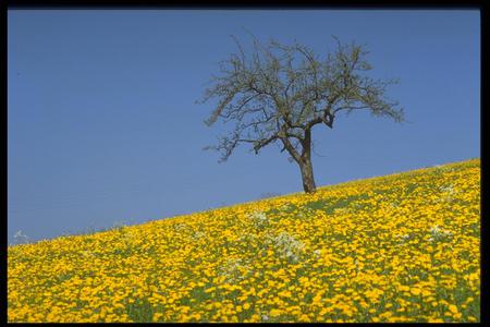 Field - model, nice, beautiful, abstract, other