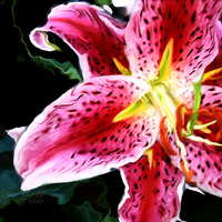 Pink Lilly