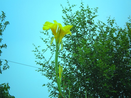 morning lilly - nature, flowers, morning lilly, flower