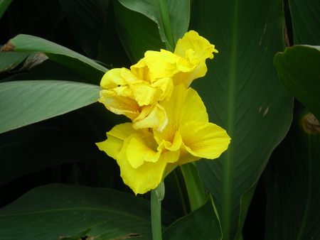 Morning Lilly - nature, flowers, morning lilly, yellow