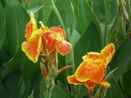 Morning Lilly - nature, flowers, orange and yellow, morning lilly