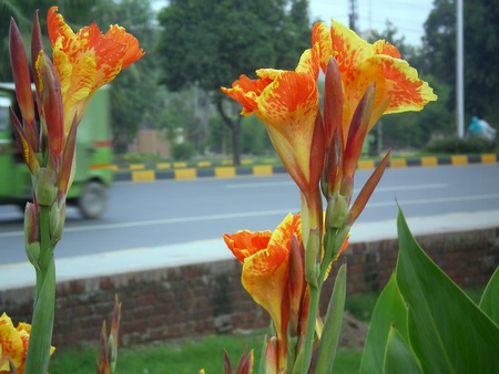 morning lilly - nature, flowers, morning lilly, yellow and orange