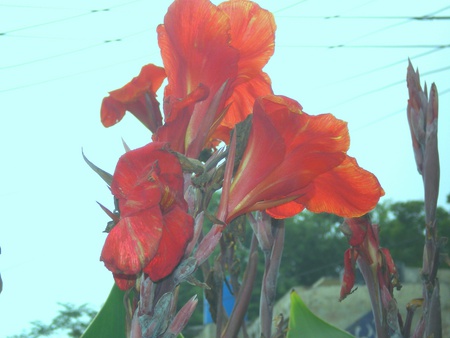 Morning Lilly - flowers, morning lilly, nature, red