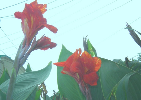 Morning lilly - flowers, morning lilly, nature, red