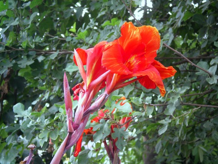 morning lilly - flowers, morning lilly, nature, red