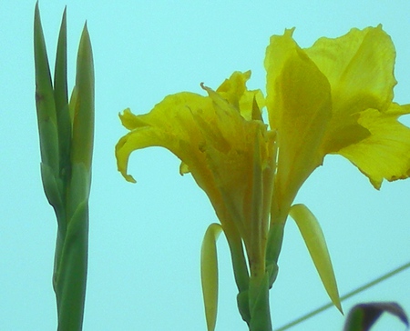 morning lilly - nature, flowers, morning lilly, yellow