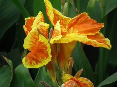 Morning lilly - flowers, morning lilly, nature, yellow and orange