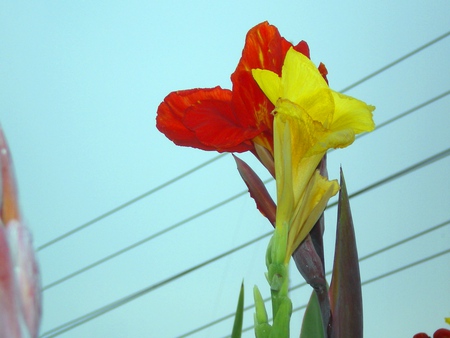 Morning lilly - flowers, yellow and red, morning lilly, nature