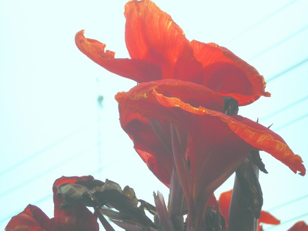 Morning lilly - nature, flowers, morning lilly, red