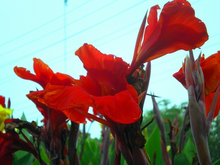 morning lilly - flowers, morning lilly, nature, red