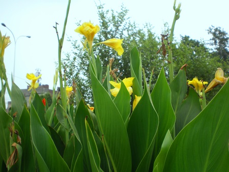 morning lilly - flowers, morning lilly, yellow, nature