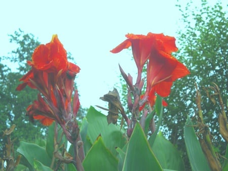 morning lilly - flowers, morning lilly, nature, red