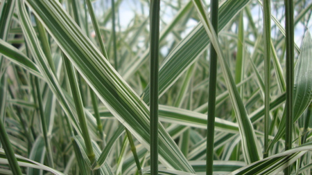 grass - white, nature, green, grass