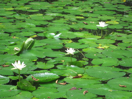 Water lily - water, purity, i hate tags i don-t have ideeas, water lily, lily