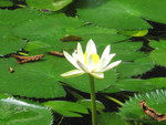 water lily