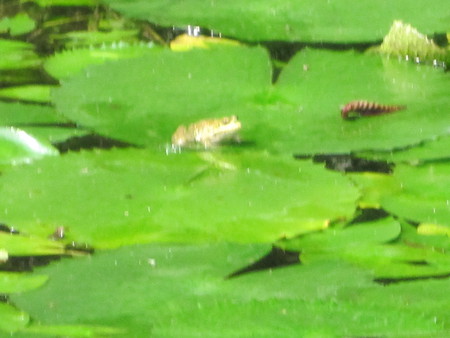 Frog - leaves, lily leaves, frog, water lily