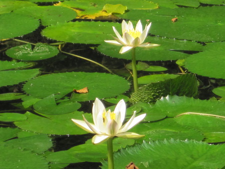 Water lily - white, nature, water lily, pure, flower