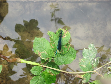 Dragonfly - insect, dragonfly